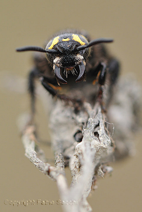 Colpa sexmaculata (Scolidae).